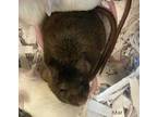 Adopt Bobbi a Brown or Chocolate Mouse / Mouse / Mixed small animal in Auburn