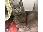 Adopt Twist a Gray or Blue Domestic Mediumhair / Domestic Shorthair / Mixed cat