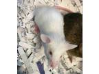 Adopt Mike a White Mouse / Mouse / Mixed small animal in Auburn, WA (34685154)
