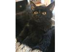 Adopt Knight a All Black Domestic Shorthair (short coat) cat in Anchorage