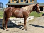 Super Cute and Safe AQHA Gelding Hollywood