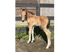 Sweet adorable buckskin Clydesdale cross filly