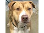 Deckler, Pit Bull Terrier For Adoption In Greenville, South Carolina