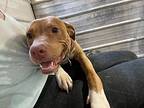 Sofia, Pit Bull Terrier For Adoption In Warrenton, Missouri