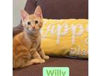Adopt Willy Wonka a Tabby