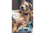 Abbey, Irish Terrier For Adoption In Baltimore, Maryland