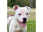 Ace, Staffordshire Bull Terrier For Adoption In Newberry, South Carolina