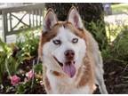 Adopt Blaze - Blu Eyes 46 pounds a Siberian Husky