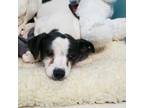 Adopt Hero a Rat Terrier, Jack Russell Terrier