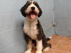 Adopt BAILEY a Bernese Mountain Dog, Poodle
