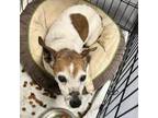Adopt Randall a Jack Russell Terrier