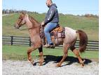 True Red Roan, 15.1hh, Fmaily Safe, Super Smooth Gaited Trail Horse!!!