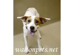 Adopt Precious a Jack Russell Terrier, Australian Cattle Dog / Blue Heeler