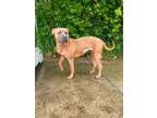 Adopt S`mores a Pit Bull Terrier, Mixed Breed