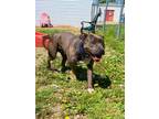 Adopt Lexi a Pit Bull Terrier, Mixed Breed