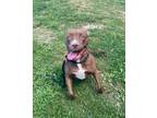 Adopt Reese a Pit Bull Terrier, Mixed Breed