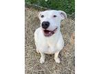 Adopt Pasha a Pit Bull Terrier, Mixed Breed