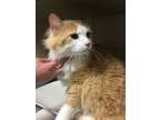Adopt Moby a Domestic Long Hair