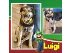 Adopt Luigi a Shepherd, Husky