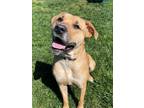 Adopt Dixie a Black Mouth Cur, Mixed Breed