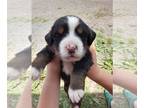Bernese Mountain Dog PUPPY FOR SALE ADN-388211 - AKC Bernese Mountain dog