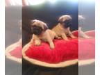 Pug PUPPY FOR SALE ADN-388131 - Pug puppy for sale