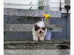 ShihPoo PUPPY FOR SALE ADN-388263 - Litter of shihpoo puppies