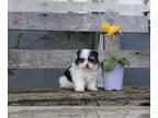 Ewokian PUPPY FOR SALE ADN-388275 - Havapom puppies