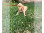Golden Retriever PUPPY FOR SALE ADN-388266 - Golden Retriever puppy