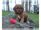 Cavapoo PUPPY FOR SALE ADN-388075 - Cavapoo Gigi looking for her forever home
