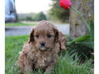 Cavapoo PUPPY FOR SALE ADN-388088 - Cavapoo Kona looking for her forever home