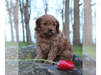 Cavapoo PUPPY FOR SALE ADN-388111 - Cavapoo Cinna looking for her forever home
