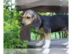 Beagle PUPPY FOR SALE ADN-388349 - Miss Kansas