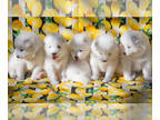 Samoyed PUPPY FOR SALE ADN-387949 - Insanely cute litter of Samoyed puppies