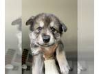 Czech Wolfdog-German Shepherd Dog Mix PUPPY FOR SALE ADN-387959 - Wolfdog