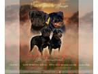 Rottweiler PUPPY FOR SALE ADN-388153 - AKC Rottie pup