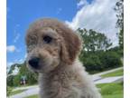 Goldendoodle Mix PUPPY FOR SALE ADN-388315 - Goldendoodle puppy