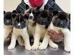 Akita PUPPY FOR SALE ADN-388328 - 4 Akita Puppies Left in Indianapolis