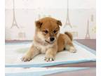 Shiba Inu PUPPY FOR SALE ADN-388465 - Imported Red Shiba Inu puppy 4 LA SF NY