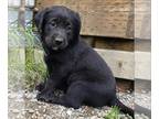 Labrador Retriever PUPPY FOR SALE ADN-388332 - AKC LABRADOR RETRIEVER PUPPIES