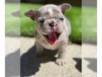 French Bulldog PUPPY FOR SALE ADN-388123 - French Bulldog Fluffy and testable
