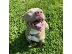 Adopt Mocha a Pit Bull Terrier