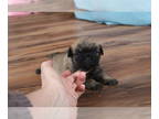 Poodle (Toy)-Pug Mix PUPPY FOR SALE ADN-388019 - litter of Pugapoo puppies