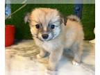 Pomeranian PUPPY FOR SALE ADN-388000 - Pennys Poms