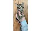 Adopt Chex--In Foster a Domestic Short Hair