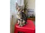 Adopt Trix--In Foster a Domestic Short Hair