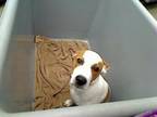 Adopt DAHLIA a Beagle, Mixed Breed