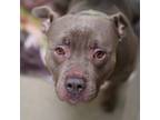 Adopt KING a Pit Bull Terrier, Mixed Breed