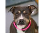 Adopt TANIA a Pit Bull Terrier