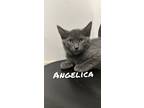 Adopt Angelica a Domestic Short Hair